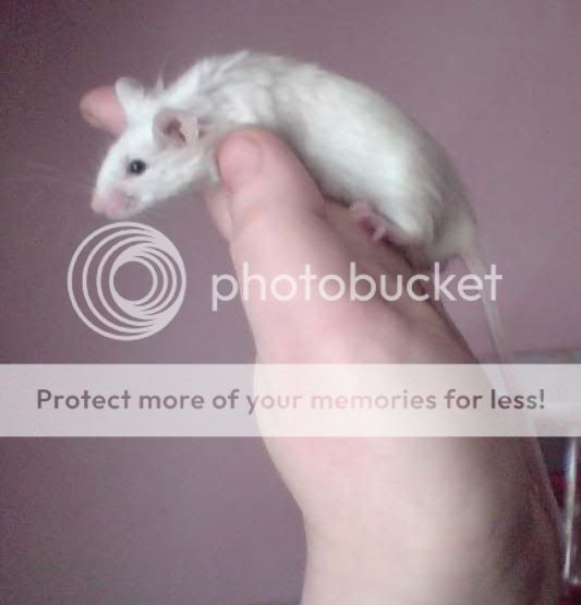 Black Eyed White Mice? Reptile Forums